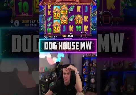 Big Win on Dog House Slot! Biggest win of the week