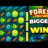 OUR MOST INSANE BIGGEST WINS EVER ON FOREST FORTUNE SLOT!!