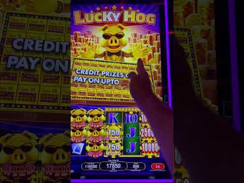 BIG WINS On Lucky Hog Slot #shorts