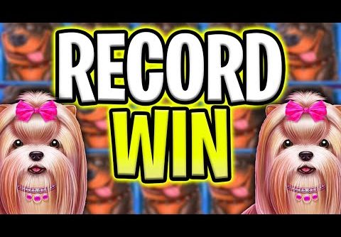 MY BIGGEST RECORD WIN EVER 🤑 FOR THE DOG HOUSE MEGAWAYS SLOT 🐶 OMG MUST SEE‼️