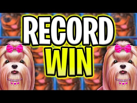 MY BIGGEST RECORD WIN EVER 🤑 FOR THE DOG HOUSE MEGAWAYS SLOT 🐶 OMG MUST SEE‼️