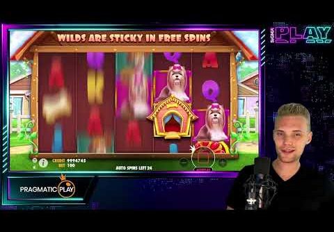 Dog House slot – insane stake slot bonuses!!!!