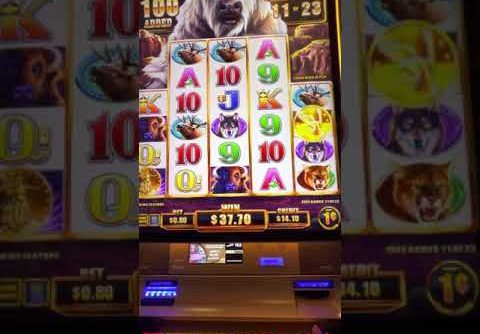 Big win on Buffalo Chief Slot. Playing slots at Pala Casino in North County San Diego California