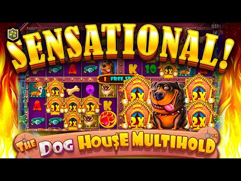 Community Member Lands Record Win On 😱 The Dog House Multihold 😱 Online Slot EPIC WIN – Pragmatic