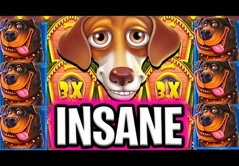 THE DOG HOUSE SLOT 🤑 MEGA JACKPOT BIG WIN BONUS 🔥 €100 MAX BET OMG FINALLY‼️